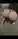 Aslan000790000
